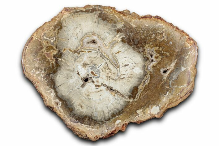 Polished Petrified Wood (Araucaria) Round - Madagascar #344666